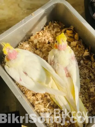 Lutino Cockatiel Baby